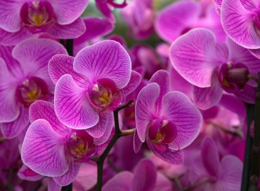 Purple orchid flowers clipart