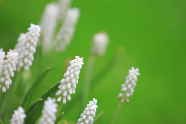 Beyaz muscari armeniacum çiçek