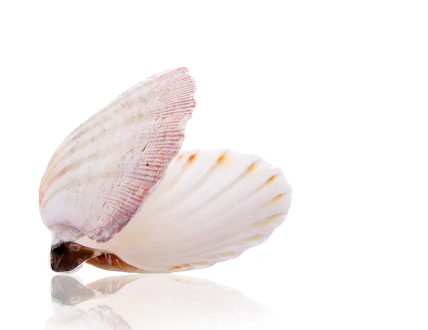 海贝壳在白色背景 — 图库照片