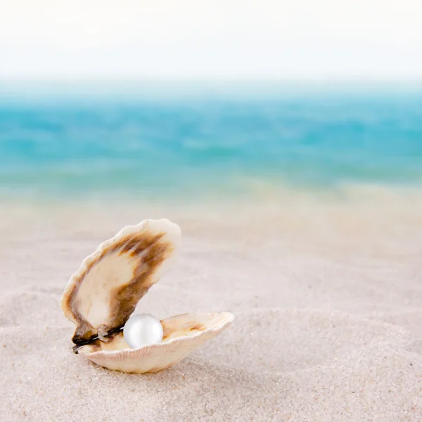 Coquille avec perle sur une plage — Photo