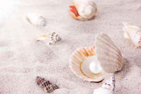 Shell with pearl on a beach — Stock Photo, Image