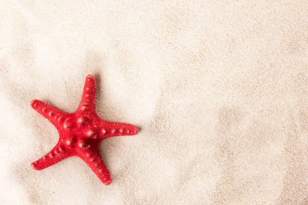 Bir sahilde kırmızı deniz yıldızı — Stok fotoğraf