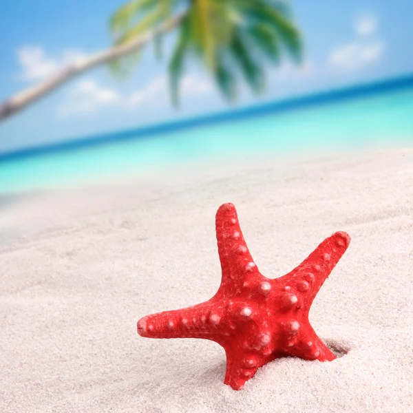 Sea shells on the beach — Stock Photo, Image