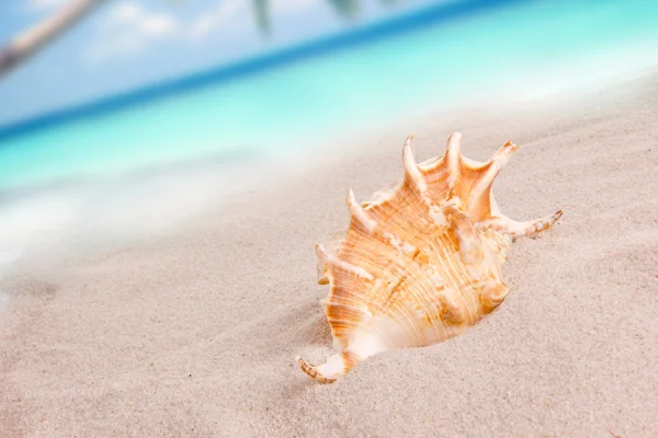 Shell on sand beach — Stock Photo, Image