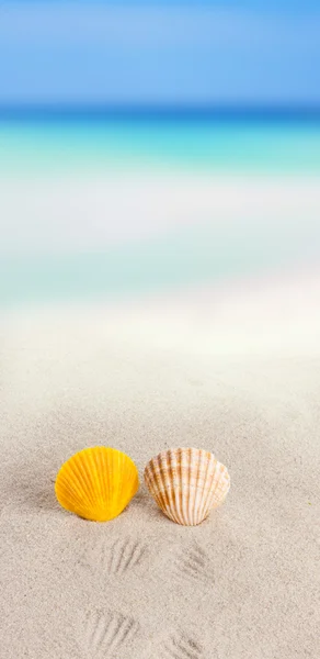 Shell on sand beach — Stock Photo, Image