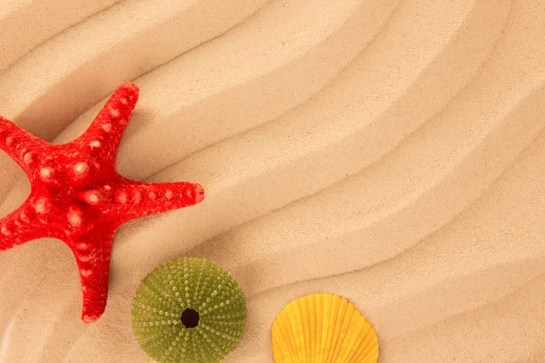Conchas e estrelas do mar no fundo de areia — Fotografia de Stock