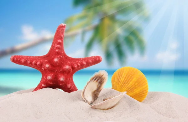 Shells and starfish on sand beach — Stock Photo, Image