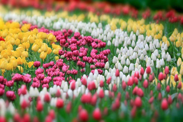 Bellissimo campo tulipani — Foto Stock