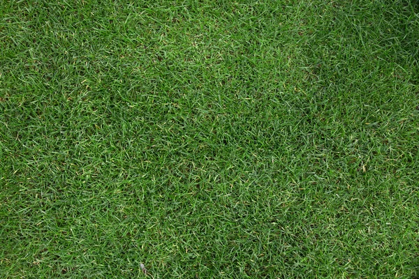 Зеленая текстура травы — стоковое фото