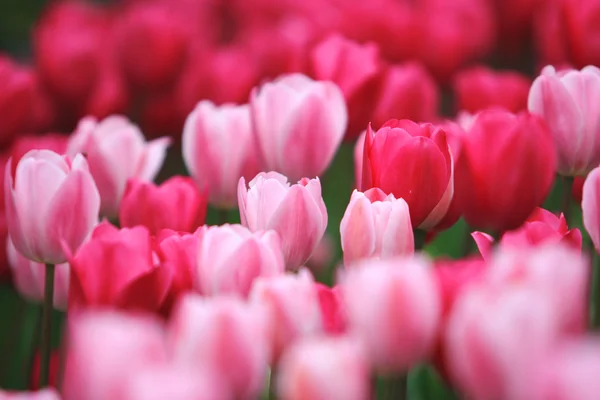 Красочные тюльпаны крупным планом — стоковое фото