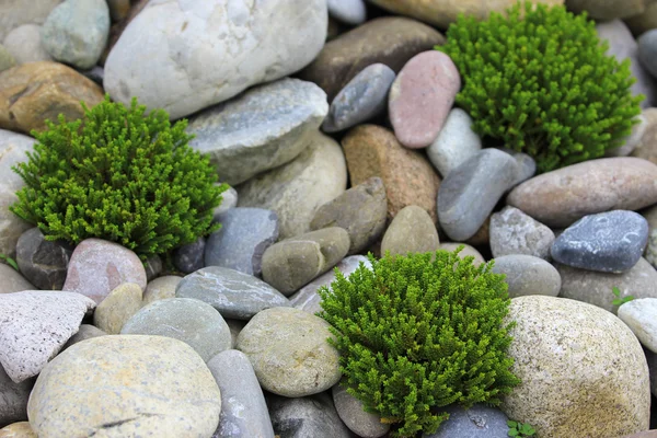Pebble pedras textura com flores verdes — Fotografia de Stock