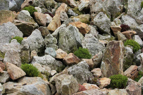 Oblázkové kameny textury s zelené květy — Stock fotografie