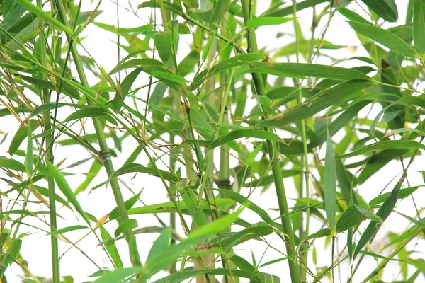 Frische grüne Zweige einer Quellpflanze. — Stockfoto