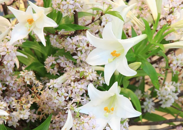 Mélange de fleurs blanches — Photo