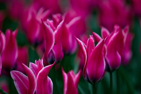 stock image Purple tulips