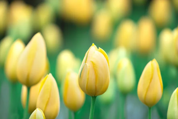Красивые желтые тюльпаны крупным планом — стоковое фото
