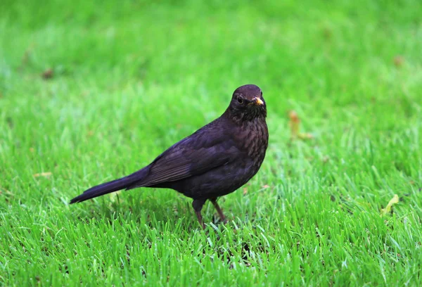 Černý pták — Stock fotografie