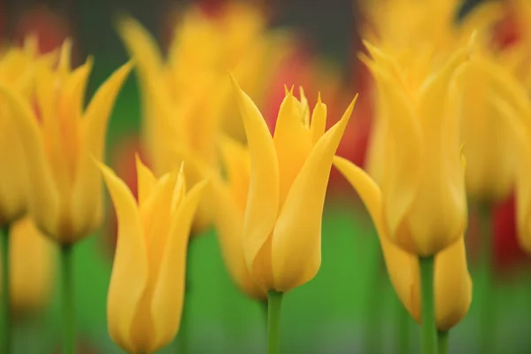 Красивые желтые тюльпаны крупным планом — стоковое фото