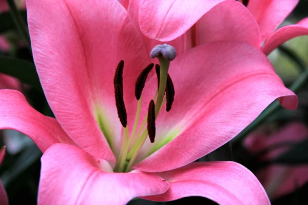 Lily blomst close-up - Stock-foto