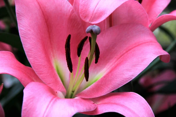 stock image Lily flower close-up