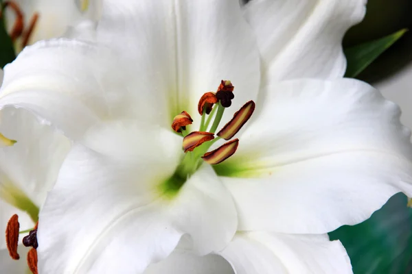 Hvide liljer - Stock-foto