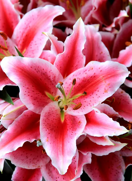 Lily květina close-up — Stock fotografie