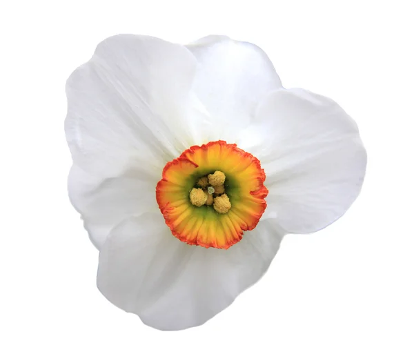 Flower on White Background Isolated — Stock Photo, Image