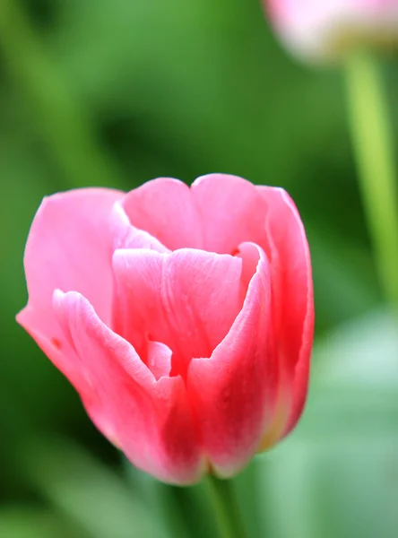 Stock image Beautiful tulips close-up