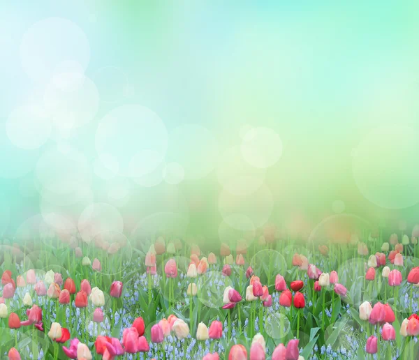 Piękny tulipan tło — Zdjęcie stockowe