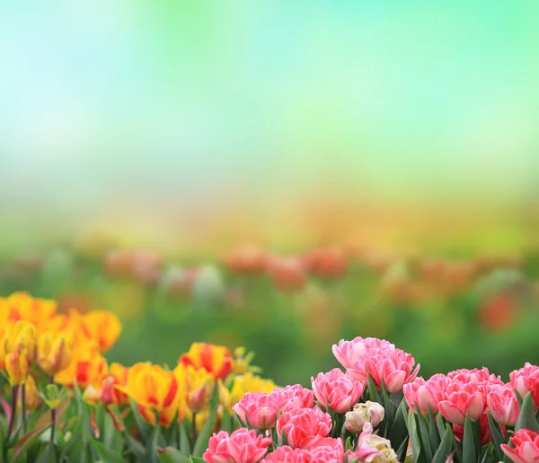 Bello sfondo tulipano — Foto Stock