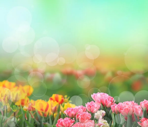 Beautiful tulip background — Stock Photo, Image