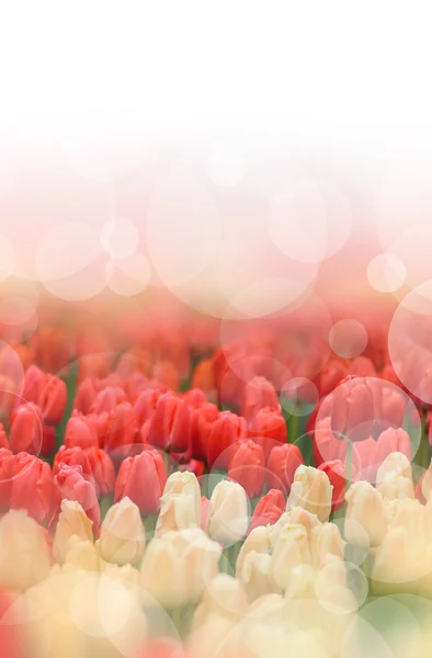 Красивый тюльпановый фон — стоковое фото