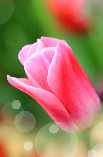 Beau gros plan sur les tulipes — Photo