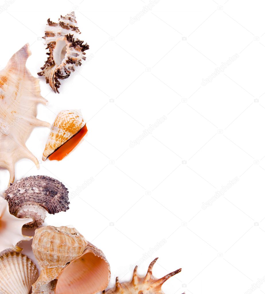 Sea shells over white background