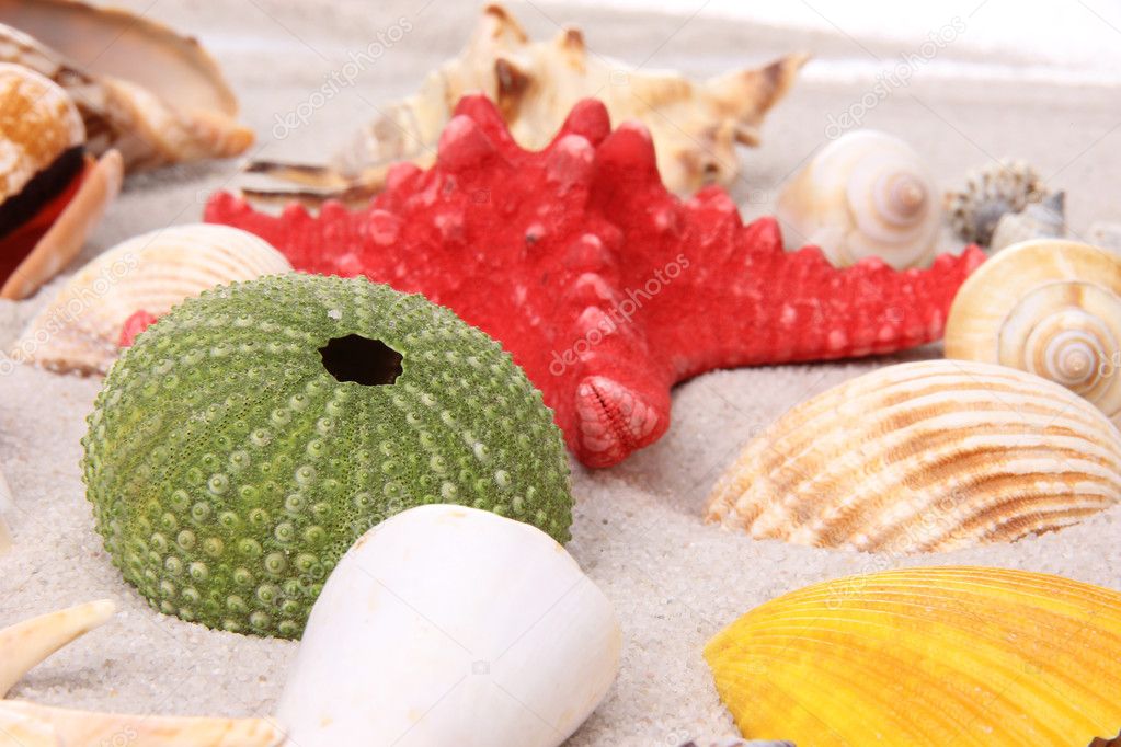 Shells and starfish on sand background