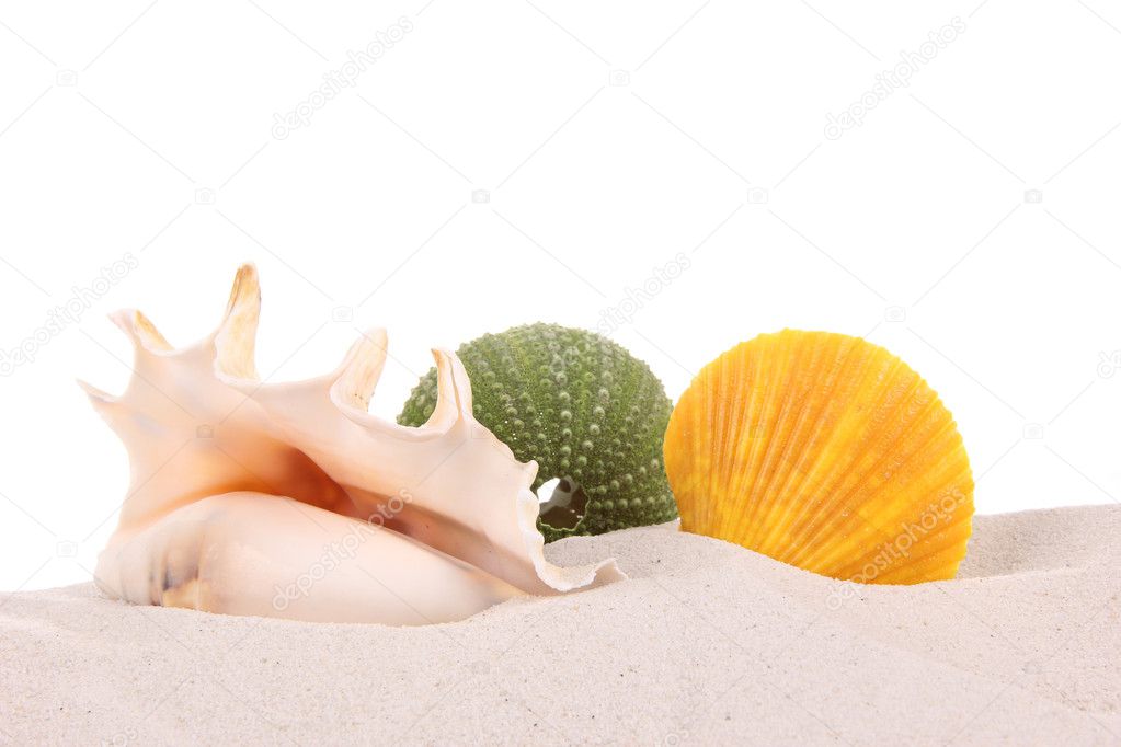 Shells on sand over white