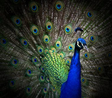 Portrait of beautiful peacock clipart