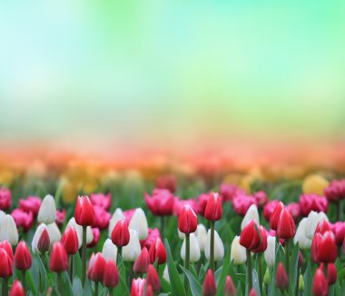 Beautiful tulip background clipart