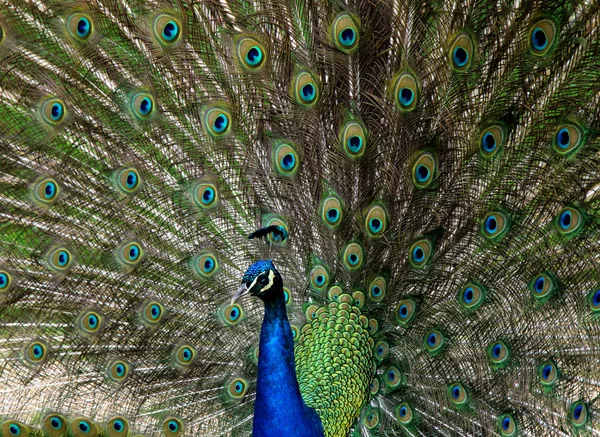 Portrait of beautiful peacock — Stock Photo, Image