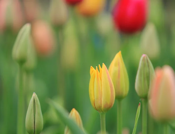 Bei tulipani primo piano — Foto Stock