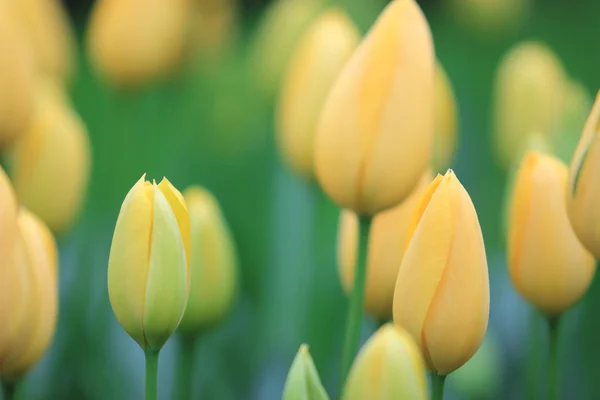 Beau gros plan sur les tulipes — Photo