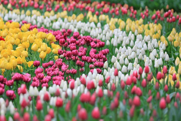 Bellissimo campo tulipani — Foto Stock