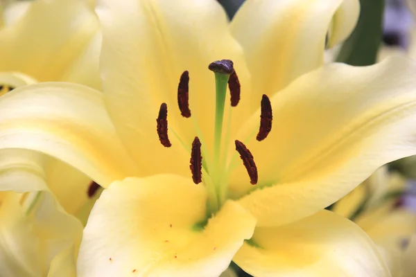 Lily λουλούδι close-up — Φωτογραφία Αρχείου