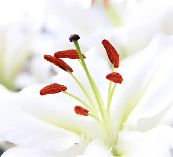 Kwiat lilii zbliżenie — Zdjęcie stockowe