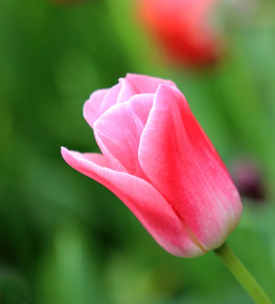 stock image Beautiful rose tulip close-up