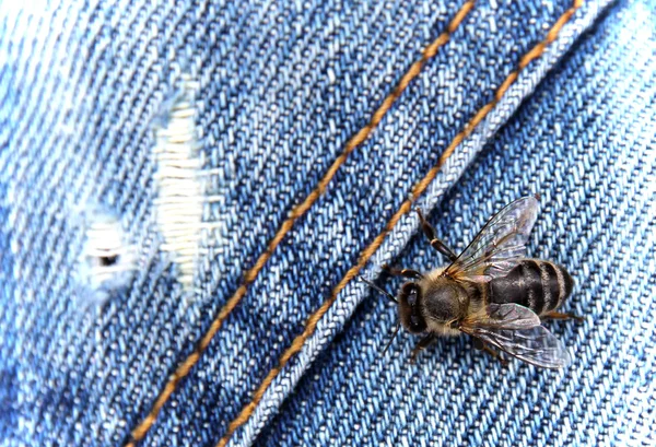 Bee on a jeans — Stock Photo, Image