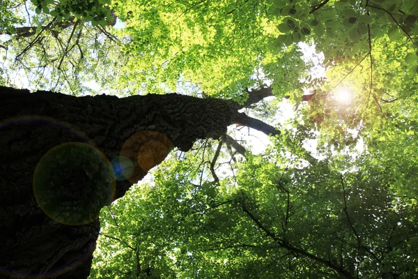 走进树林，下面是巨大的绿叶树 — 图库照片