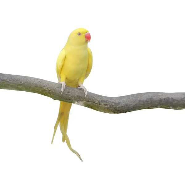 Papagaio amarelo isolado em um fundo branco — Fotografia de Stock