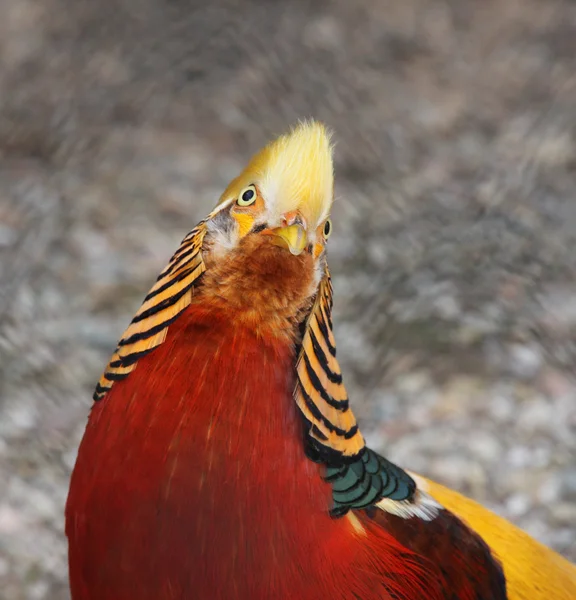 Golden Pheasant-Chrysoloph us pictus isolated on a white background — Stock Photo, Image