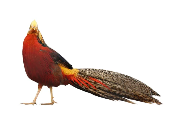 Golden Pheasant-Chrysoloph us pictus isolated on a white background — Stock Photo, Image